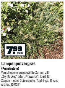 Lampenputzergras (Pennisetum) bei OBI in Gelsenkirchen Lampenputzergras (Pennisetum) im Angebot bei OBI Gelsenkirchen für 7,99 €
