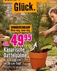 Kanarische Dattelpalme Angebote bei Hornbach Gladbeck für 49,95 €
