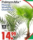 Palmen-Mix Angebote bei Wreesmann Pirna für 14,99 €