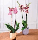 Orchidée 2 tiges - OMA en promo chez U Express Reims à 12,99 €