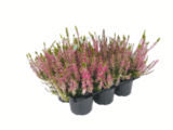Aktuelles Knospenheide Angebot bei toom Baumarkt in Reutlingen ab 6,99 €