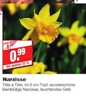 bauSpezi Neunkirchen - Narzisse Angebot im Prospekt Narzisse bei bauSpezi im Neunkirchen Prospekt für 0,99 €