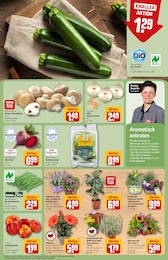REWE Deko im Prospekt REWE Deko im Prospekt