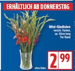 Aktuelle Pflanzen Angebote bei EDEKA in Potsdam Aktuelles Mini-Gladiolen Angebot bei EDEKA in Potsdam ab 2,99 €