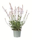 Aktuelle Blumen Angebote bei Lidl in Mülheim (Ruhr) Aktuelles Staude Angebot bei Lidl in Mülheim (Ruhr) ab 3,99 €