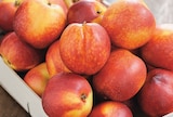 Intermarché Express Saint-Laurent-du-Var - Promo Nectarine Blanche et/ou Jaune Promo Nectarine Blanche et/ou Jaune à 2,59 € dans le catalogue Intermarché Express à Saint-Laurent-du-Var