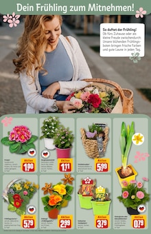 Blumen im REWE Prospekt "Dein Markt" mit 30 Seiten (Fürth)