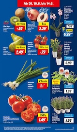 Ähnliche Fleischfressende Pflanzen Angebote im Prospekt "LIDL LOHNT SICH" von Lidl in Koblenz Ähnliche Angebote wie Fleischfressende Pflanzen im Prospekt "LIDL LOHNT SICH" auf Seite 5 von Lidl in Koblenz