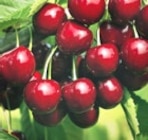 Pfirsich Obstbaum im Angebot bei Thomas Philipps in Cottbus Pfirsich Obstbaum Angebote bei Thomas Philipps Cottbus für 9,99 €