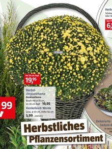 Herbstchrysantheme bei BAUHAUS in Willich Herbstchrysantheme im Angebot bei BAUHAUS Willich für 19,95 €