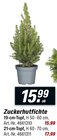 Zuckerhutfichte bei toom Baumarkt im Carmzow-Wallmow Prospekt für 15,99 €
