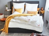 Aktuelles Kopfkissen Angebot bei Möbel Martin in Trier ab 54,95 €