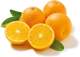 Orangen von Premieur für 1,50 € bei Netto mit dem Scottie im Angebot Orangen von Premieur im aktuellen Netto mit dem Scottie Prospekt
