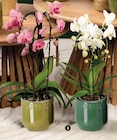 Orchidée phalaenopsis forme - Super U à Niort Orchidée phalaenopsis forme en promo chez Super U Niort à 15,99 €