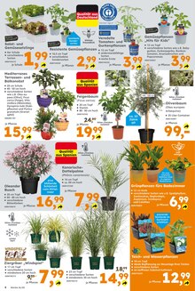 Palme im aktuellen Globus-Baumarkt Prospekt (Stuttgart) Palme im Globus-Baumarkt Prospekt "Immer eine Idee besser" mit 21 Seiten (Stuttgart)