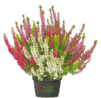 Calluna „High Five“ für 2,49 € bei Netto mit dem Scottie im Angebot Calluna „High Five“ im aktuellen Netto mit dem Scottie Prospekt
