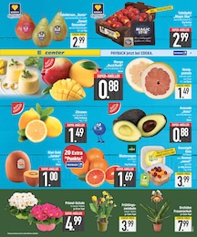 EDEKA Zimmerpflanzen im Prospekt 