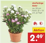 Aktuelle Pflanzen Angebote bei Netto Marken-Discount in Cottbus Aktuelles Dreifarbige Aster Angebot bei Netto Marken-Discount in Cottbus ab 2,49 €