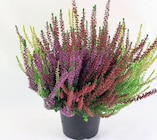 Wreesmann - HEIDE 3-FARBIG Angebot im Prospekt HEIDE 3-FARBIG bei Wreesmann im Prospekt "" für 1,39 €