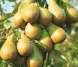 Baum im OBI Prospekt Bio-Birnbäume von GROW by OBI im aktuellen OBI Prospekt für 26,99 €