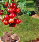 Zwergobst Mix bei OBI im Fulda Prospekt für 44,99 €