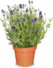 Aktuelles Lavendel Angustifolia Angebot bei Netto Marken-Discount in Bonn ab 2,29 €