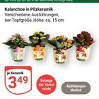 Kalanchoe in Pilzkeramik im Angebot bei GLOBUS in Hoyerswerda Kalanchoe in Pilzkeramik Angebote bei GLOBUS Hoyerswerda für 3,49 €