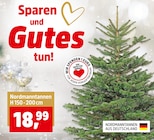 Thomas Philipps Aschendorf - Nordmanntannen Angebot im Prospekt Nordmanntannen bei Thomas Philipps im Aschendorf Prospekt für 18,99 €