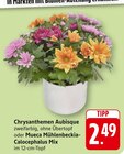 Chrysanthemen Aubisque bei EDEKA im Ühlingen-Birkendorf Prospekt für 2,49 €