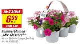 Sommerblumen „Mix-Masters“ Angebote bei toom Baumarkt Gummersbach für 6,99 €