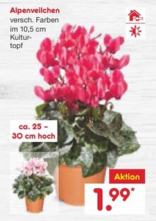 Alpenveilchen bei Netto Marken-Discount in Halle Alpenveilchen im Angebot bei Netto Marken-Discount Halle für 1,99 €