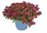 Fetthenne Sortenmix im Angebot bei OBI in Erkrath Fetthenne Sortenmix Angebote von Grow by Obi bei OBI Erkrath für 4,99 €