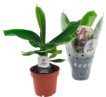 BANANIER MUSA - SANS MARQUE en promo chez Auchan Hypermarché Bordeaux à 5,99 €