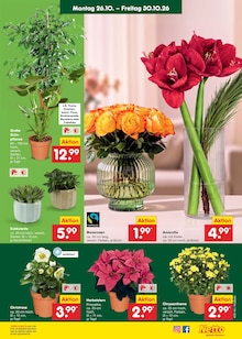 Äpfel Angebot im Netto Marken-Discount Prospekt, gültig von 26.10.2026 bis 31.10.2026 Äpfel Angebot im aktuellen Netto Marken-Discount Prospekt auf Seite 11