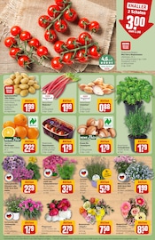 Ähnliche Blumenzwiebeln Angebote im Prospekt "Dein Markt" von REWE in Mönchengladbach Ähnliche Angebote wie Blumenzwiebeln im Prospekt "Dein Markt" auf Seite 5 von REWE in Mönchengladbach