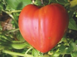 Promo Tomate Cœur de bœuf à 2,99 € dans le catalogue Point Vert à Odos