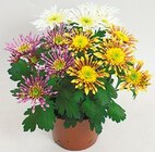Chrysantheme 'Splash' für 1,99 € bei Netto mit dem Scottie im Angebot Chrysantheme 'Splash' im aktuellen Netto mit dem Scottie Prospekt