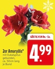 2er Amaryllis im Angebot bei EDEKA in Ravensburg 2er Amaryllis Angebote bei EDEKA Ravensburg für 4,99 €