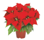 Fairtrade-Weihnachtssterne im toom Baumarkt Prospekt Fairtrade-Weihnachtssterne von Fairtrade im aktuellen toom Baumarkt Prospekt für 2,19 €