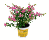 toom Baumarkt Barntrup - Nützlingsfreundliches Köcherblümchen floriglory Angebot im Prospekt Nützlingsfreundliches Köcherblümchen floriglory bei toom Baumarkt im Barntrup Prospekt für 3,59 €