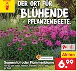Sonnenhut im Angebot bei Netto Marken-Discount in Falkensee Sonnenhut Angebote bei Netto Marken-Discount Falkensee für 6,99 €