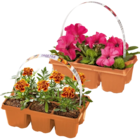 Aktuelle Pflanzen Angebote bei Netto Marken-Discount in Braunschweig Aktuelles Beetpflanzen Angebot bei Netto Marken-Discount in Braunschweig ab 1,99 €