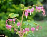 DICENTRA à Point Vert dans Lannemezan