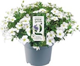 Stauden-Mix „Evergreens“ Angebote bei Netto mit dem Scottie Stendal für 2,99 €