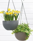Blumentopf hängend von Netto Eigenmarke Garden Dream im aktuellen Netto mit dem Scottie Prospekt