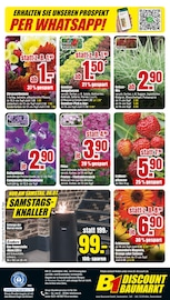 Aktueller B1 Discount Baumarkt Prospekt mit Gartenpflanzen, "BESTPREISE DER WOCHE!", Seite 10