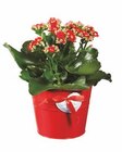 Aktuelles Kalanchoe im farbigen Zinktopf Angebot bei Lidl in Recklinghausen ab 2,99 €