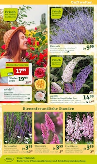 Aktueller Pflanzen Kölle Prospekt "Blütenzauber für fleissige Bienchen!" Seite 2 von 16 Seiten