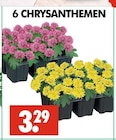 Wreesmann Tangerhütte - CHRYSANTHEMEN Angebot im Prospekt CHRYSANTHEMEN bei Wreesmann im Tangerhütte Prospekt für 3,29 €