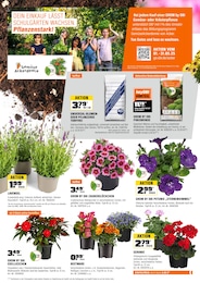 OBI Tagetes im Prospekt 
